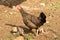 Hen and chicks walking outdoors to find food.