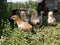 Hen children in farm yard  little chicks stands in grass in countryside during sunny day