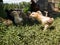 Hen children in farm yard  little chicks stands in grass in countryside during sunny day