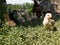 Hen children in farm yard  little chicks stands in grass in countryside during sunny day