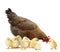 Hen with cute chickens on white