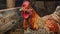 a hen in daylight, highlighting the vibrant hues of its comb and wattle amidst the lively atmosphere of a chicken coop