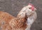 Hen in the domestic yard, a domesticated fowl