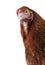 Hen in the domestic yard, a domesticated fowl is peeking out of the photo. Isolated