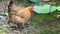 Hen drinking water