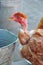 Hen drinking water from bucket in poultry yard. Domestic bird