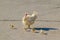 Hen Family Crossing the Street