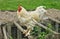 Hen in the farm of Canon castle in Normandie