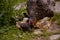 The hen feeding the young chicks through the green grass. gallus gallus birds at the farm in the nature. natural feeding poultry a