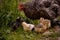 The hen feeding the young chicks through the green grass. gallus gallus birds at the farm in the nature. natural feeding poultry a