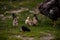 The hen feeding the young chicks through the green grass. gallus gallus birds at the farm in the nature. natural feeding poultry a