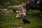 The hen feeding the young chicks through the green grass. gallus gallus birds at the farm in the nature. natural feeding poultry a