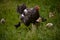 The hen feeding the young chicks through the green grass. gallus gallus birds at the farm in the nature. natural feeding poultry a