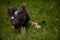 The hen feeding the young chicks through the green grass. gallus gallus birds at the farm in the nature. natural feeding poultry a