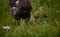 The hen feeding the young chicks through the green grass. gallus gallus birds at the farm in the nature. natural feeding poultry a