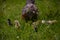 The hen feeding the young chicks through the green grass. gallus gallus birds at the farm in the nature. natural feeding poultry a