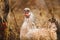 Hen in the garden. Agricultural time. Livestock and poultry