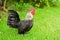 Hen on garden, chicken walking in grass