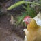 Hen with golden hackle and white feathers