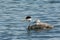 Hen Grebe Swimming With Chick On Her Back