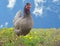 Hen grey freerange chicken poultry