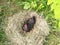 The hen is hatching the egg in a nest. Black chicken on a nest of dry grass