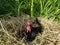 The hen is hatching the egg in a nest. Black chicken on a nest of dry grass