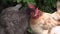 Hen having a sociable affective behavior, peck skinning on the crest of another hen. Red and gray