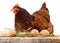 Hen in hay with eggs isolated on white