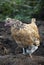 Hen with her chicks, protecting herself