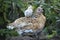 Hen with her chicks, protecting herself under her mother