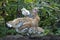 Hen with her chicks, protecting herself under her mother`s feathers