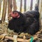 Hen incubates eggs in a nest on a farm