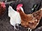 Hen Kissing The Rooster, Northumberland, England