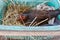 A hen is laying eggs on hay nest inside used plastic basket with selective focus