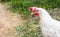 Hen laying hen white walking in the garden with a copy of space