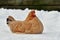 Hen lie resting on snow in wintery landscape.