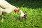 Hen and little chickens, yellow, black and red walk on the lush green grass in the farm yard on a Sunny spring day