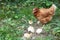 A hen with little yellow chickens, poultry family, natural unprofessional idyllic image from free range farm.