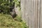 Hen looking at flowers along fence