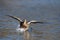 A Hen Mallard Duck Flying in to land on a pond Winter