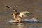 A Hen Mallard Duck Flying in to land on a pond Winter