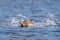 A Hen Mallard Duck Splashing Down on a pond Winter