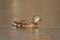 A Hen Mallard DuckSwimming on a Pond on a Winter Afternoon