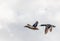 Hen & Mature drake mallard in flight against a white sky