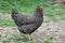 Hen in nature - farm