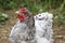 hen. Organic chicken farming