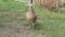 Hen pheasant pecking for food.