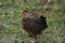 A hen photos in wild best of chicken picture wildlife today