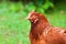 Hen portrait in biofarm